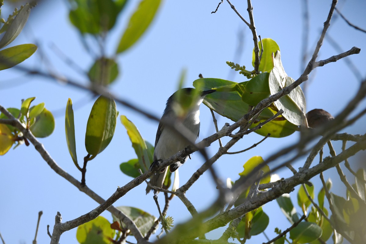 Yucatan Gnatcatcher - ML620270029