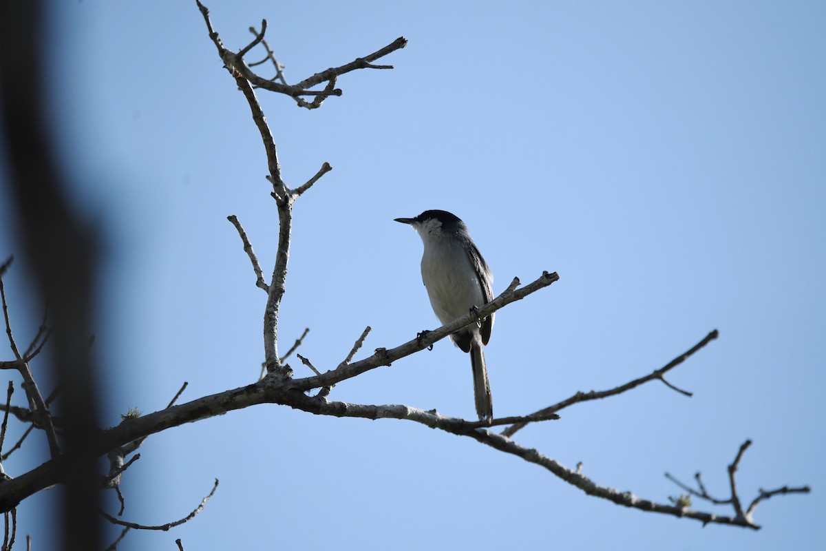 Yucatan Gnatcatcher - ML620270033