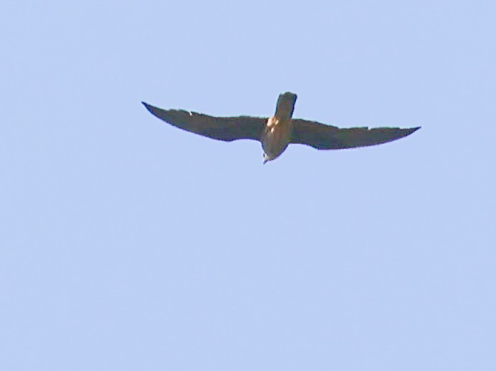 Eleonora's Falcon - ML620270034