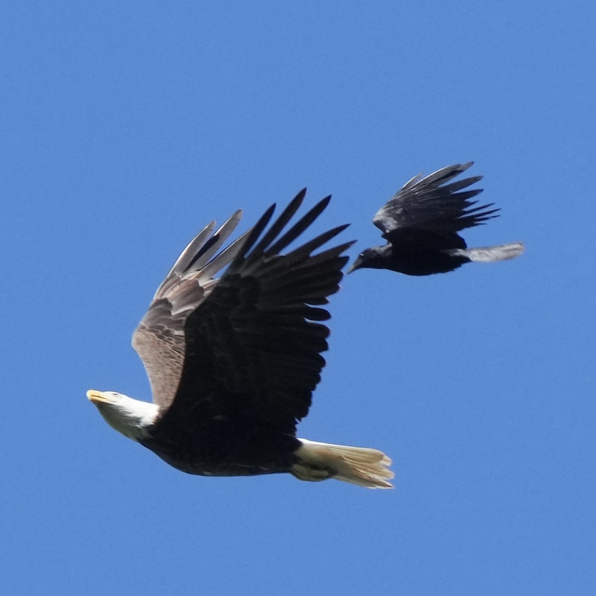 American Crow - ML620270039