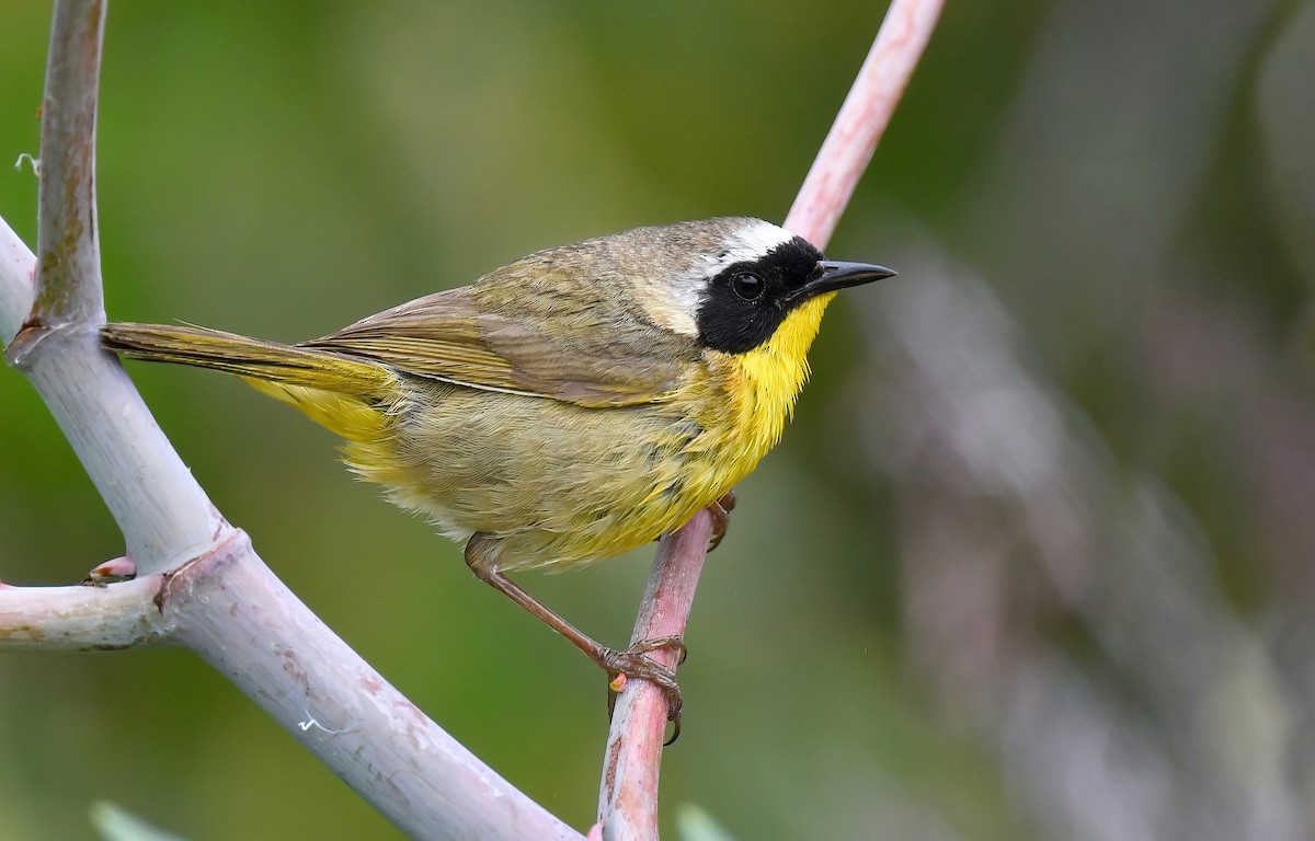 Common Yellowthroat - ML620270051