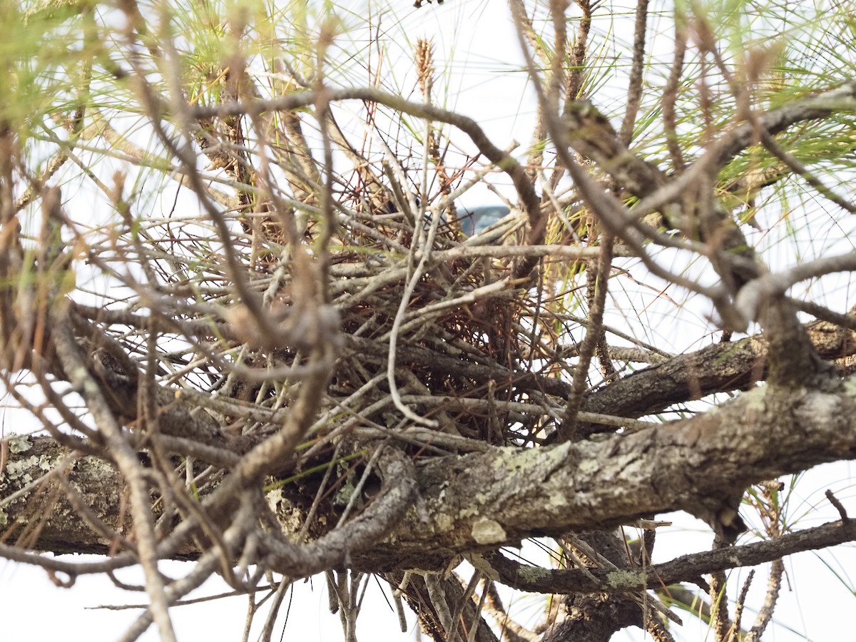 Yucatan Jay - ML620270053