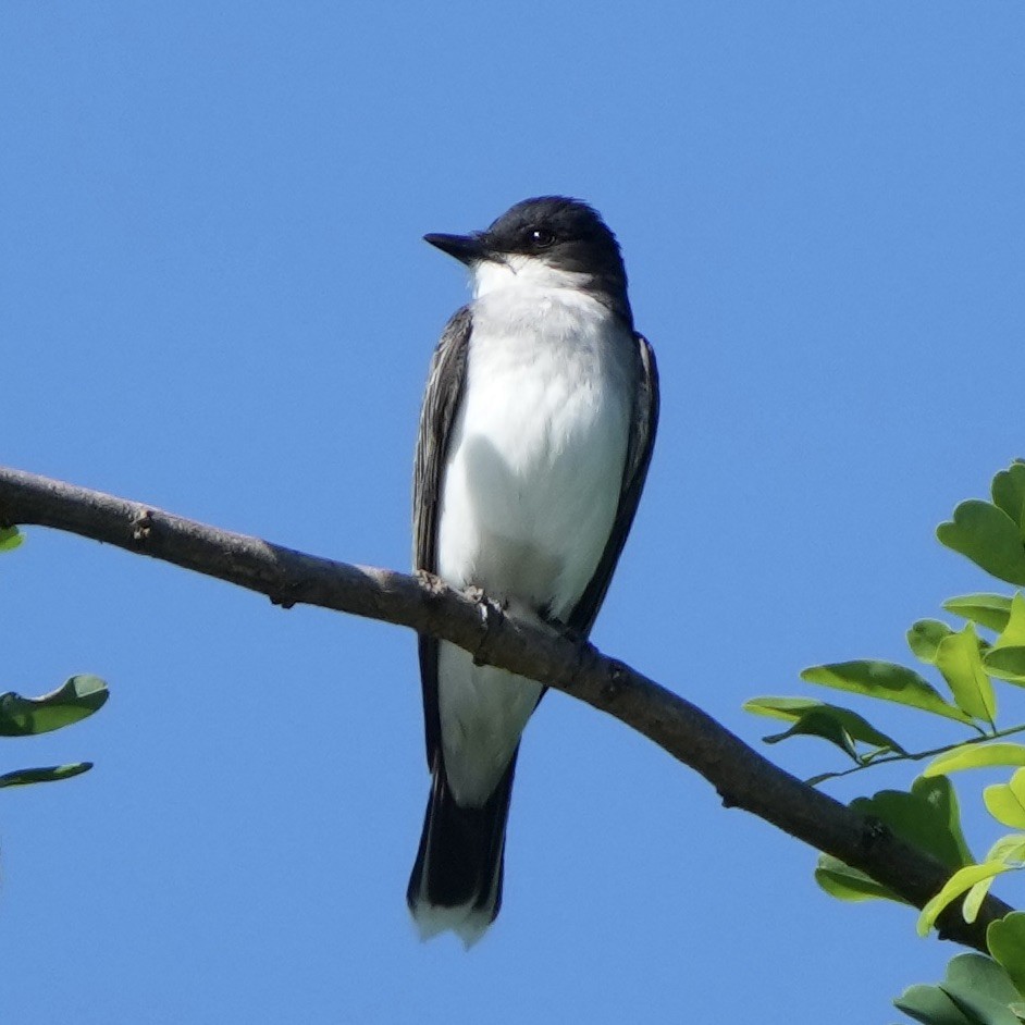 Eastern Kingbird - ML620270066