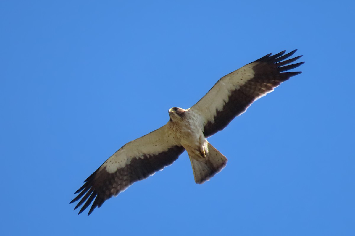 Booted Eagle - ML620270067