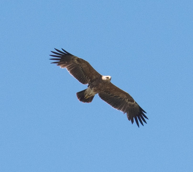 Lesser Spotted Eagle - ML620270068