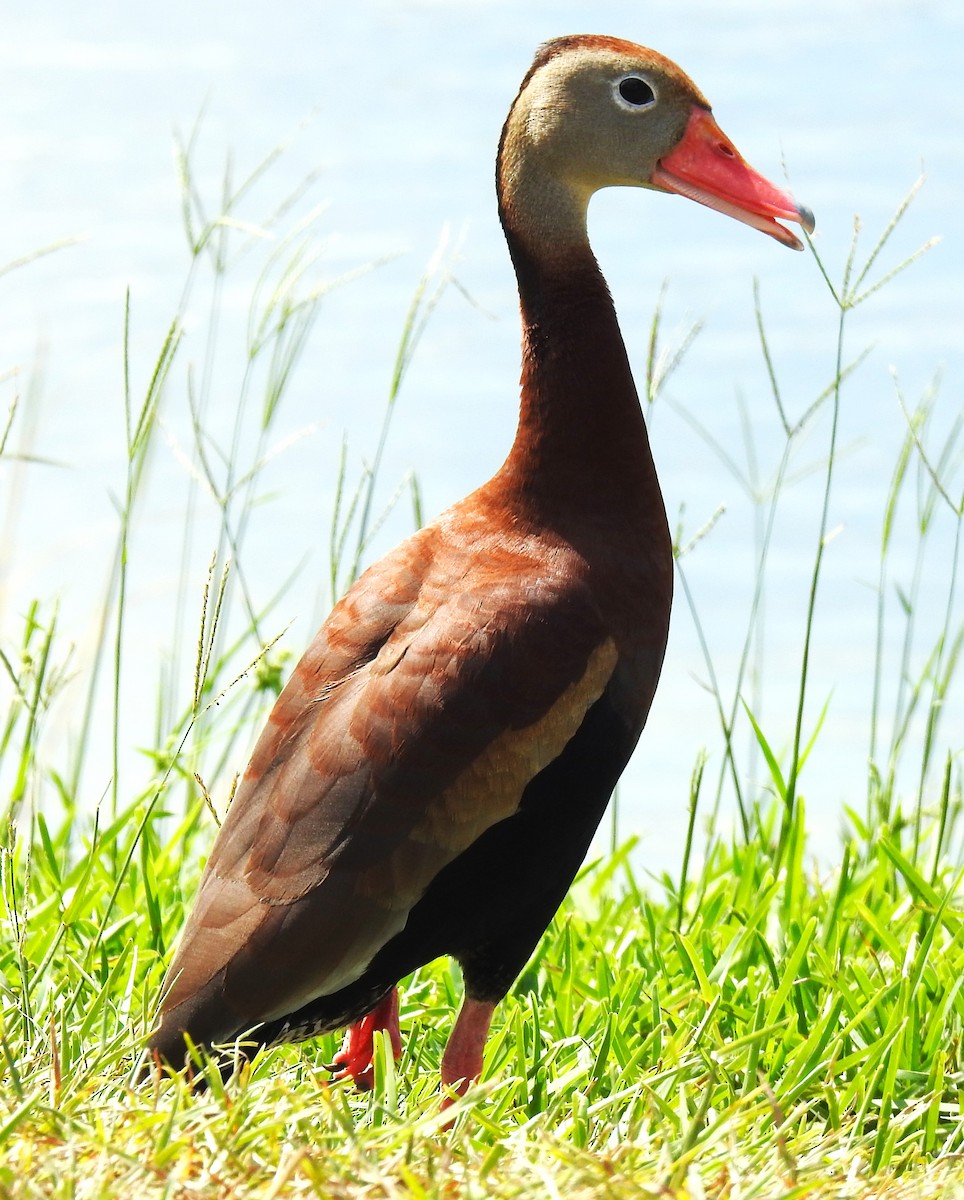 Dendrocygne à ventre noir - ML620270077