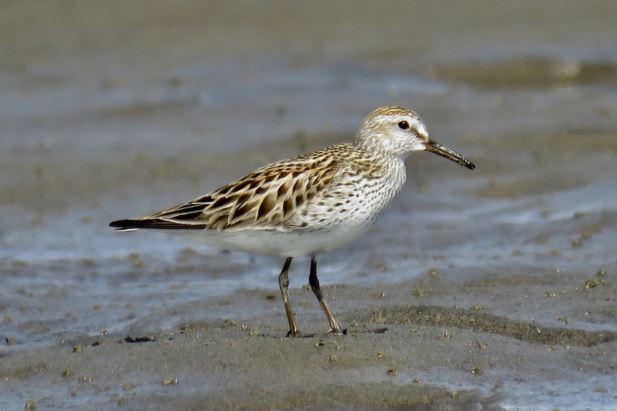 White-rumped Sandpiper - ML620270083