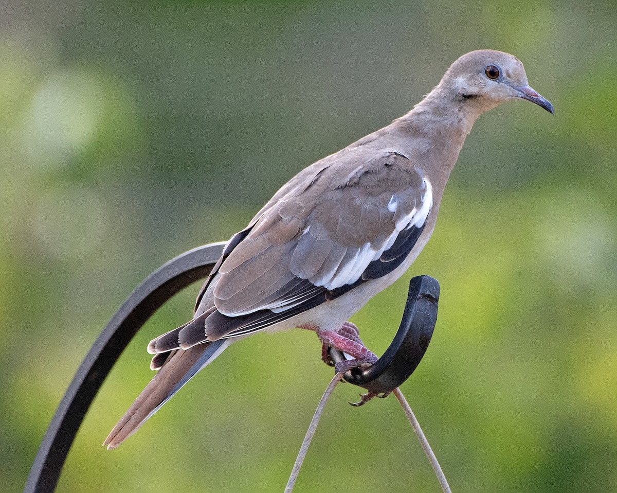 White-winged Dove - ML620270086