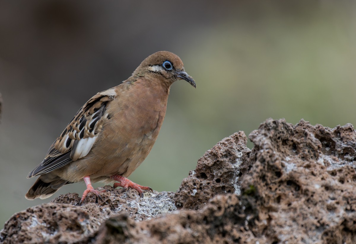 Galapagos Dove - ML620270087