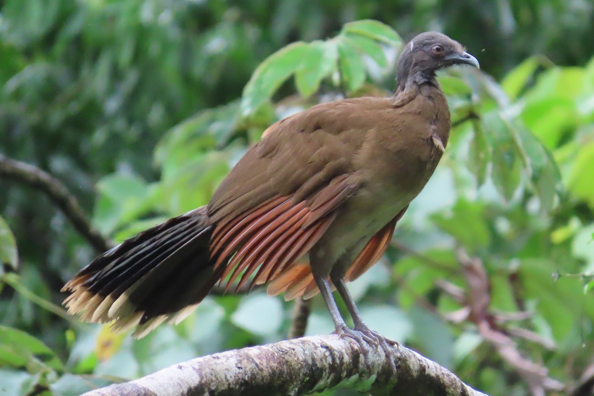 Gray-headed Chachalaca - ML620270092