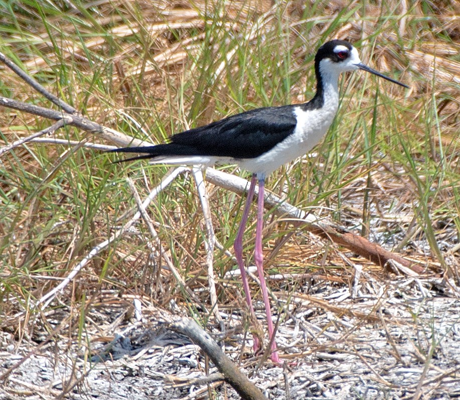 Black-necked Stilt - ML620270094