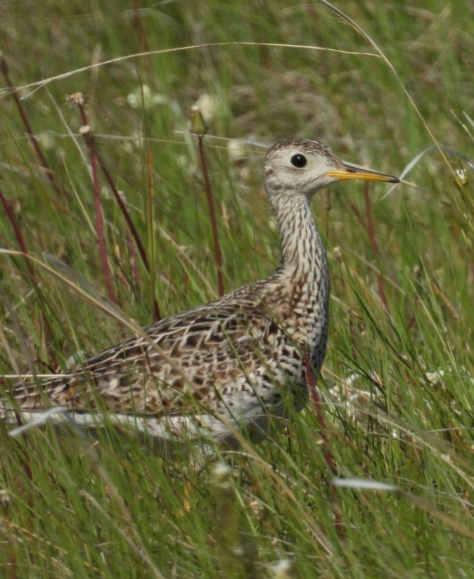 Upland Sandpiper - ML620270096