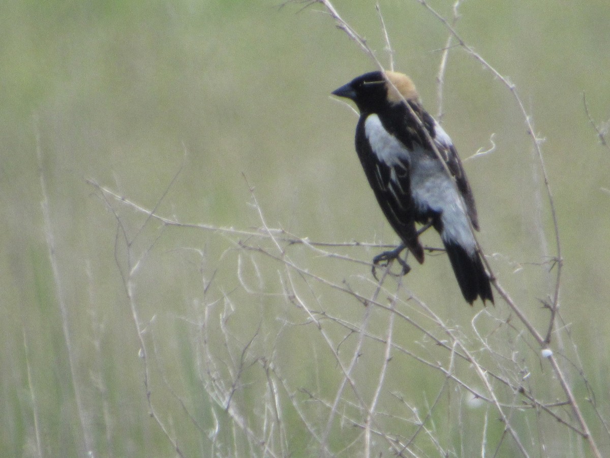 bobolink americký - ML620270097