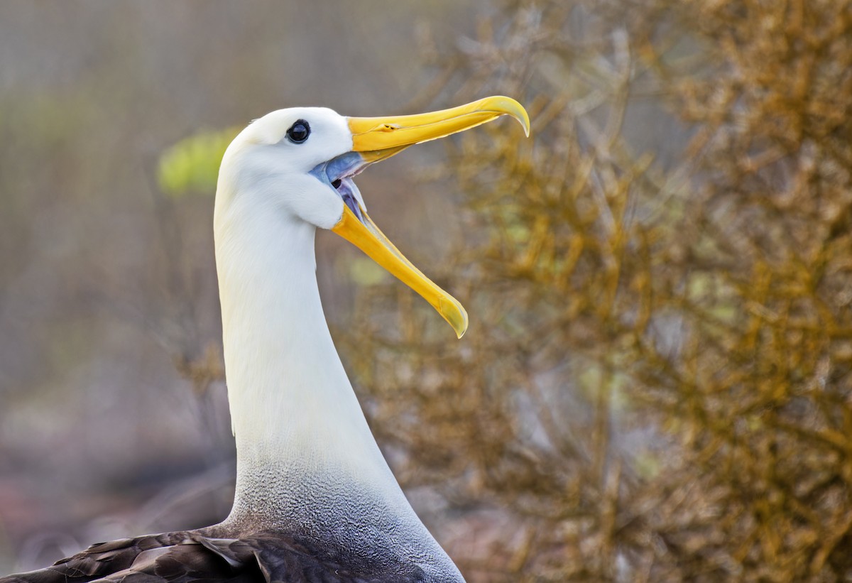 Waved Albatross - ML620270100