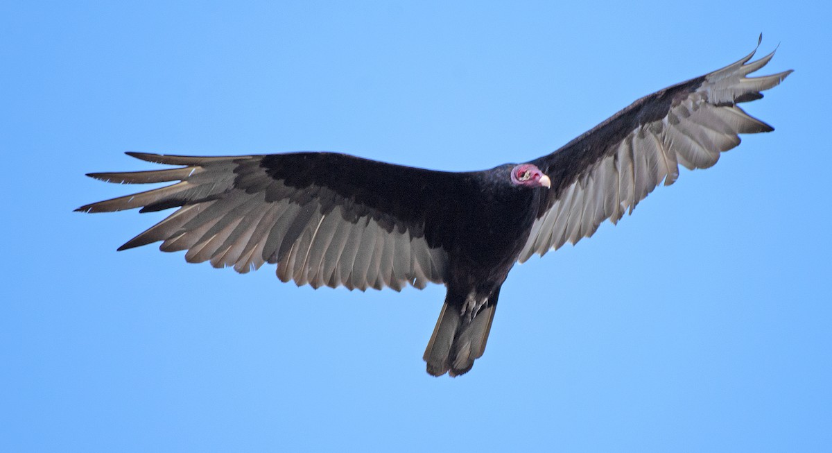 Turkey Vulture - ML620270102