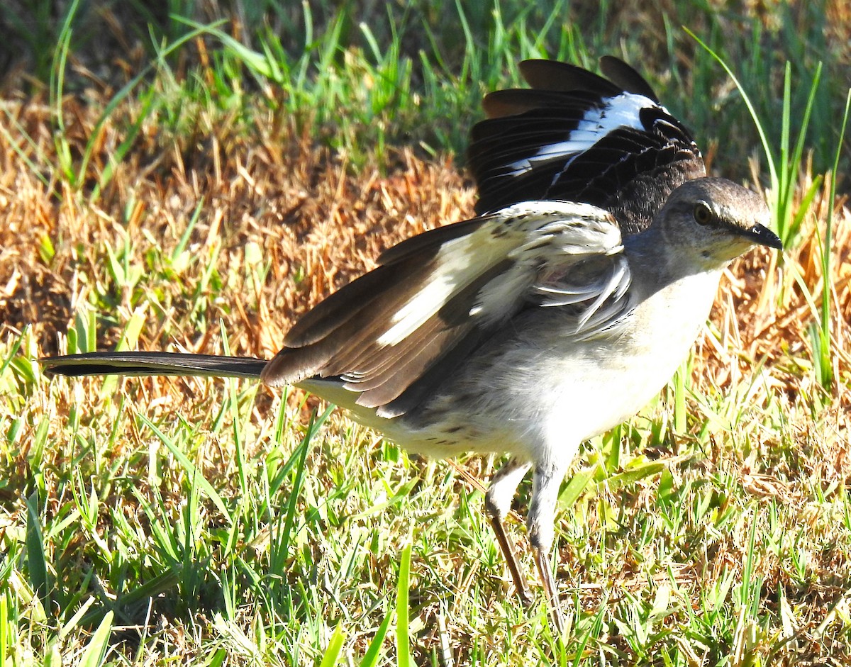 Northern Mockingbird - ML620270103