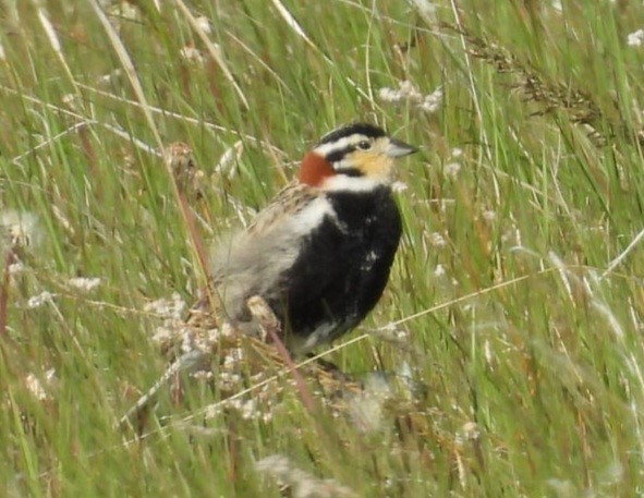 Chestnut-collared Longspur - ML620270105