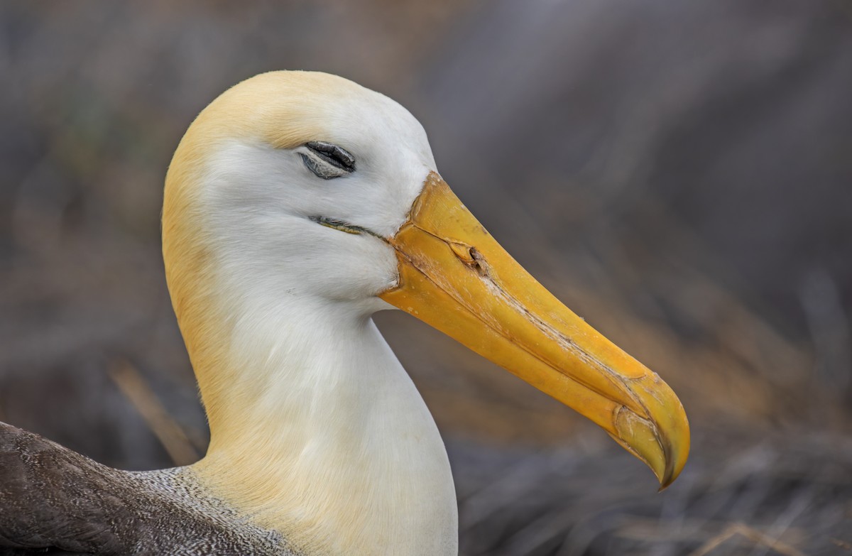 albatros galapážský - ML620270109