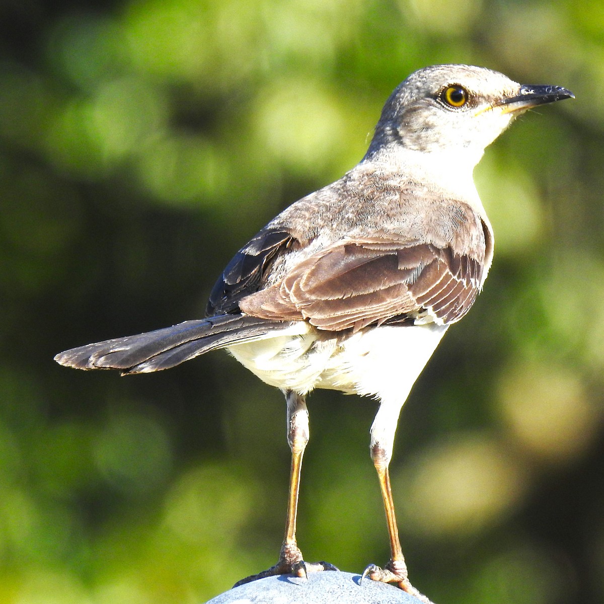 Northern Mockingbird - ML620270118