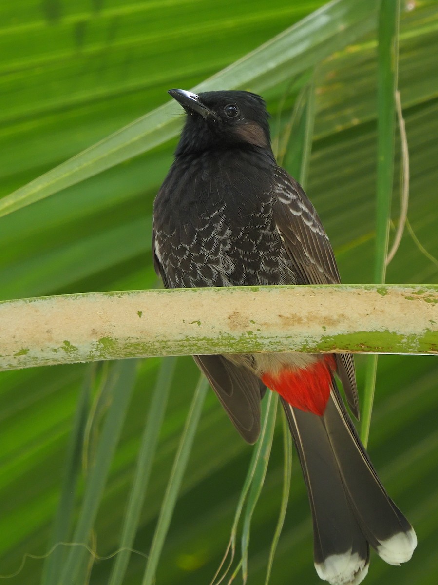 Red-vented Bulbul - ML620270119