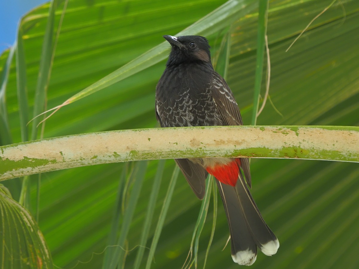 Red-vented Bulbul - ML620270120