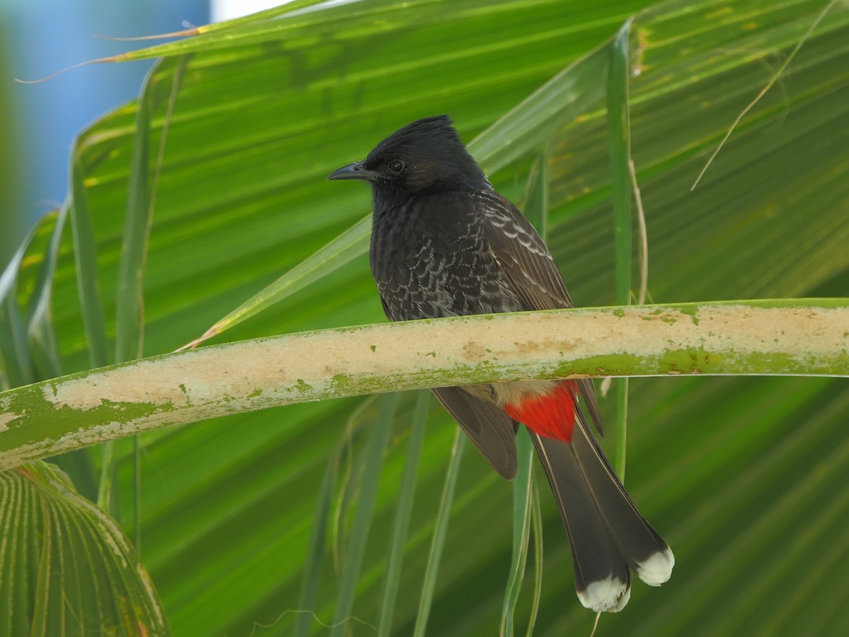 Red-vented Bulbul - ML620270122