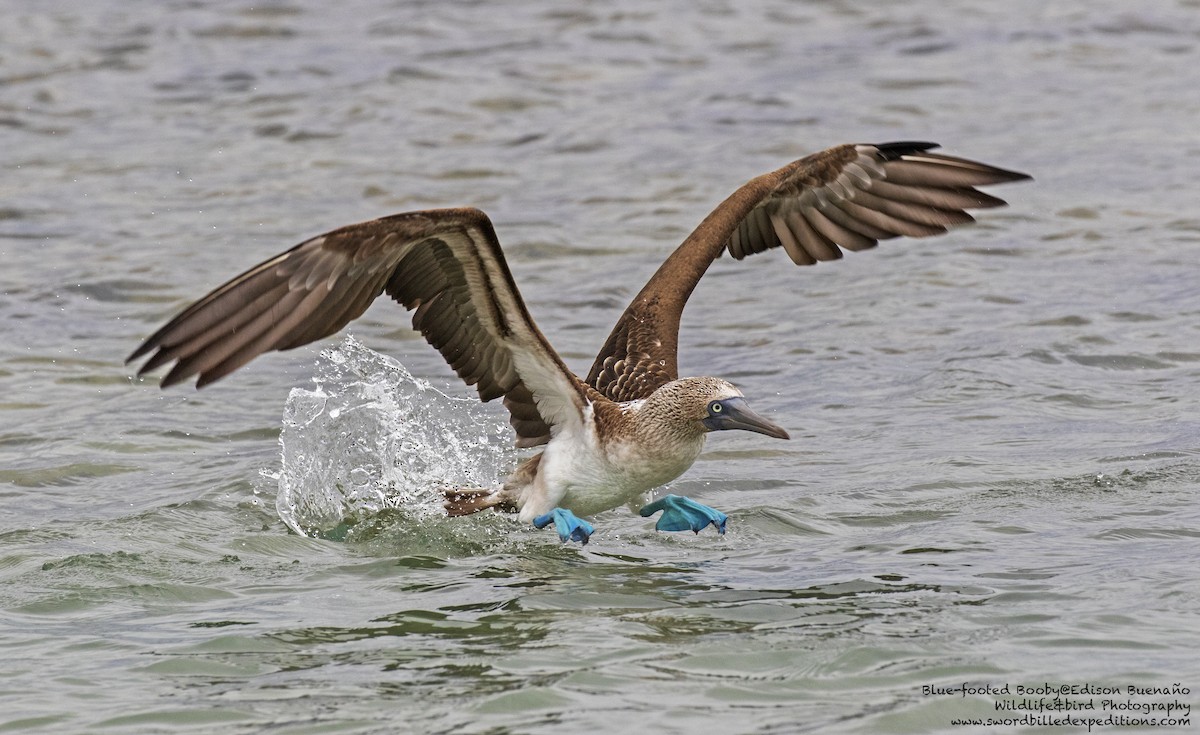 Blue-footed Booby - ML620270124