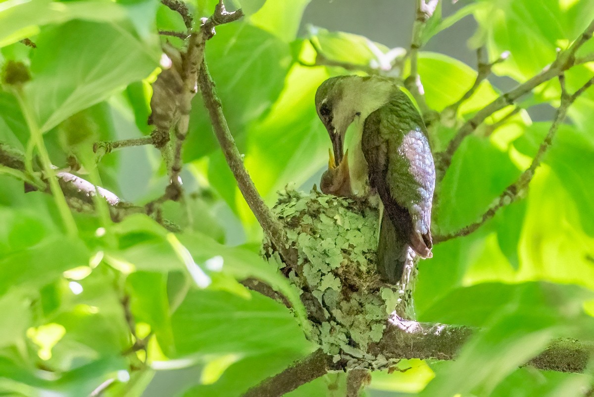 Colibrí Gorjirrubí - ML620270126