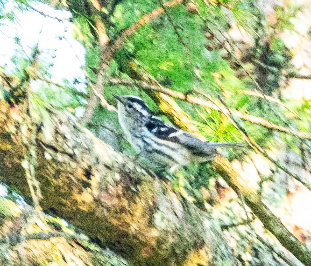 Black-and-white Warbler - ML620270128