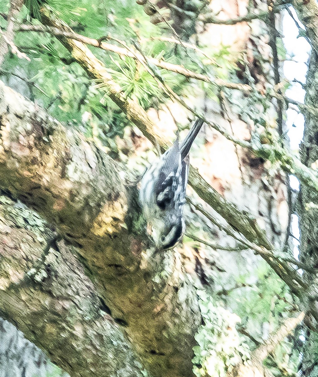 Black-and-white Warbler - ML620270129