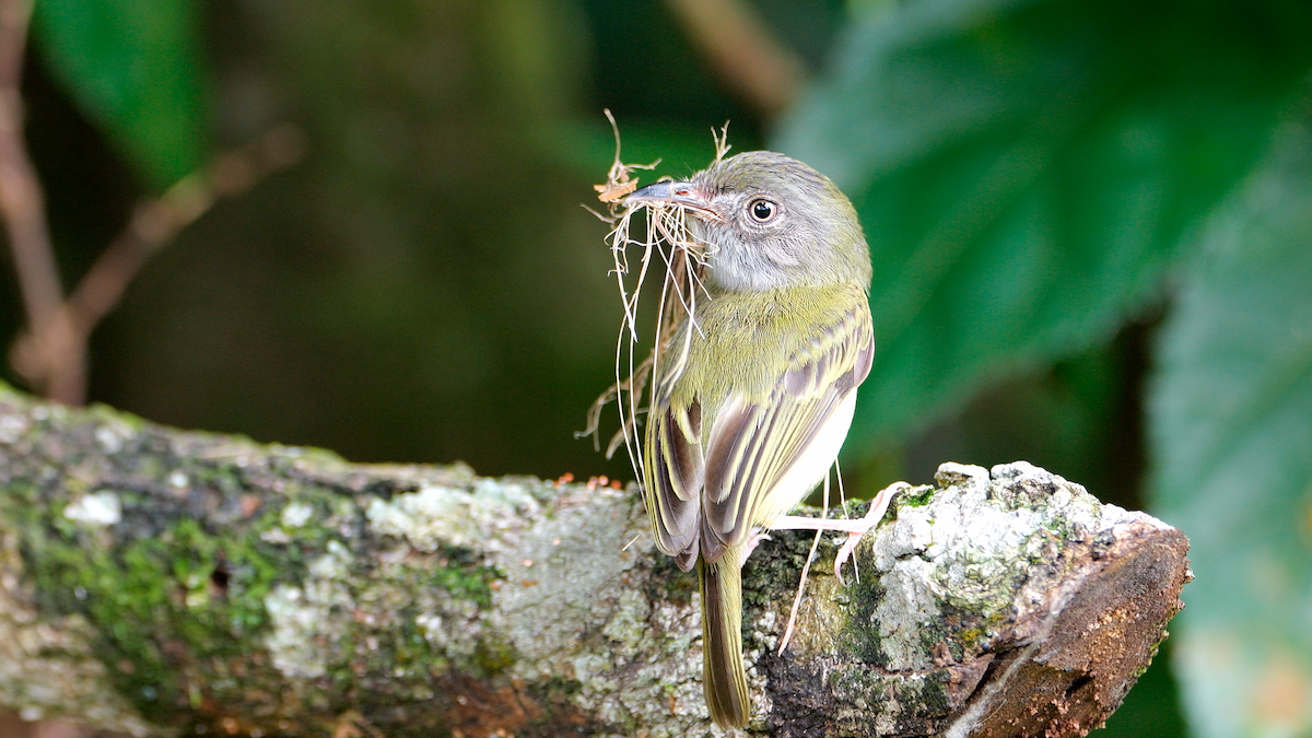 Northern Bentbill - ML620270143