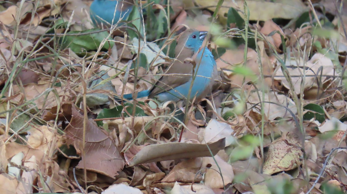 Southern Cordonbleu - Ann Kovich