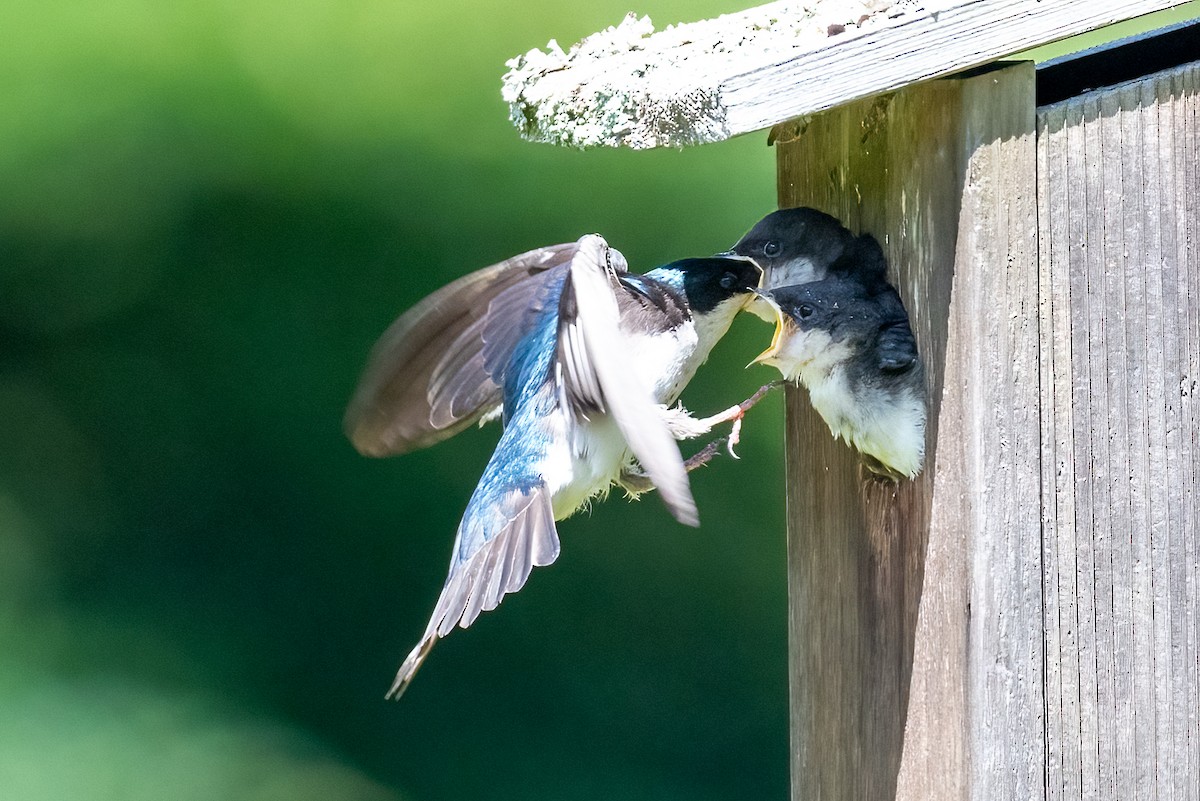 Tree Swallow - ML620270148