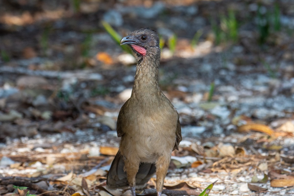 Plain Chachalaca - ML620270149