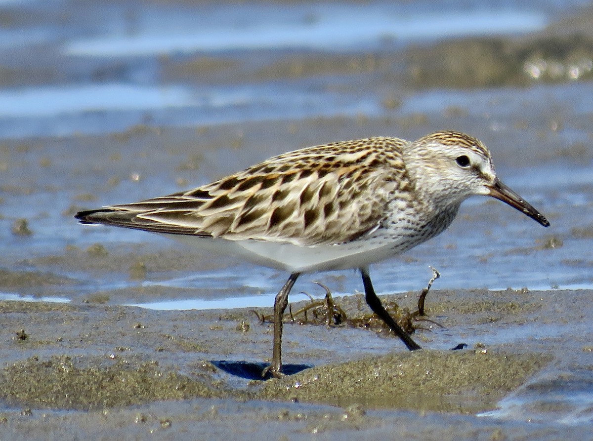 White-rumped Sandpiper - ML620270153