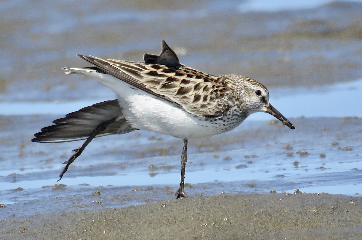 White-rumped Sandpiper - ML620270154