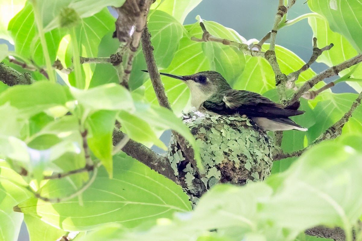 Yakut Boğazlı Kolibri - ML620270155