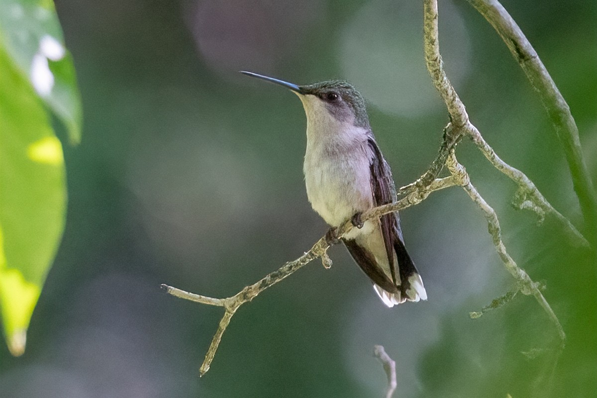 Colibri à gorge rubis - ML620270156