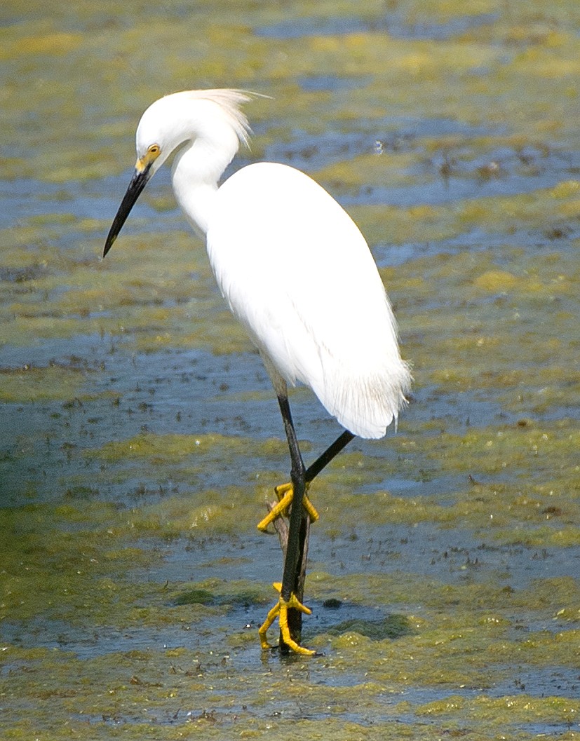 Snowy Egret - ML620270159