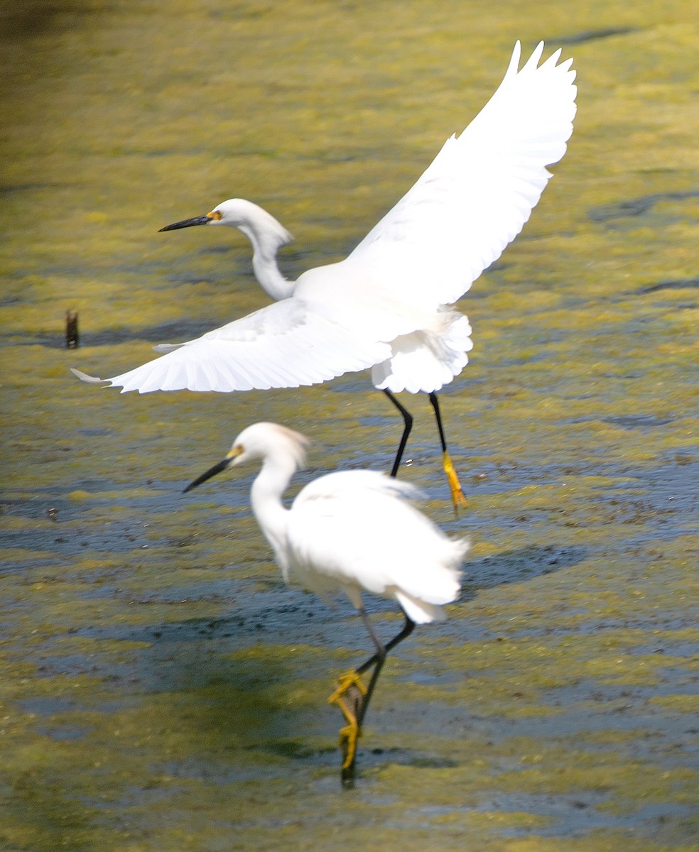 Snowy Egret - ML620270160