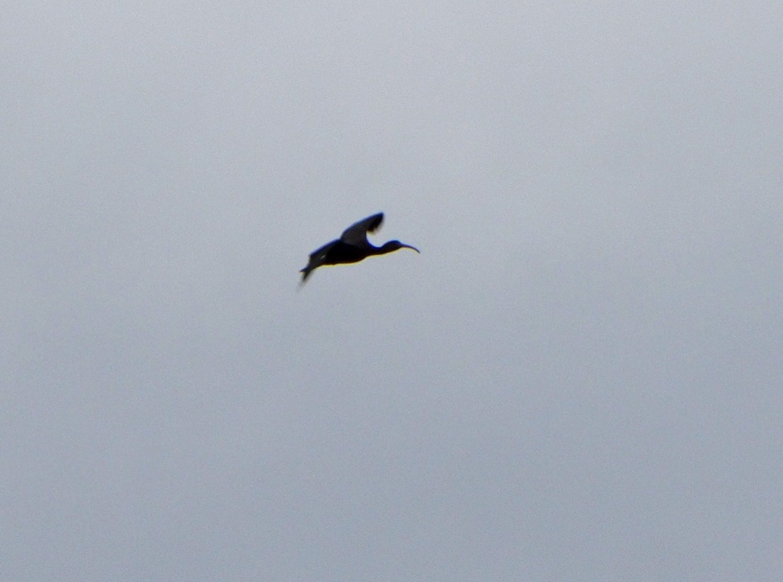 Glossy Ibis - ML620270165