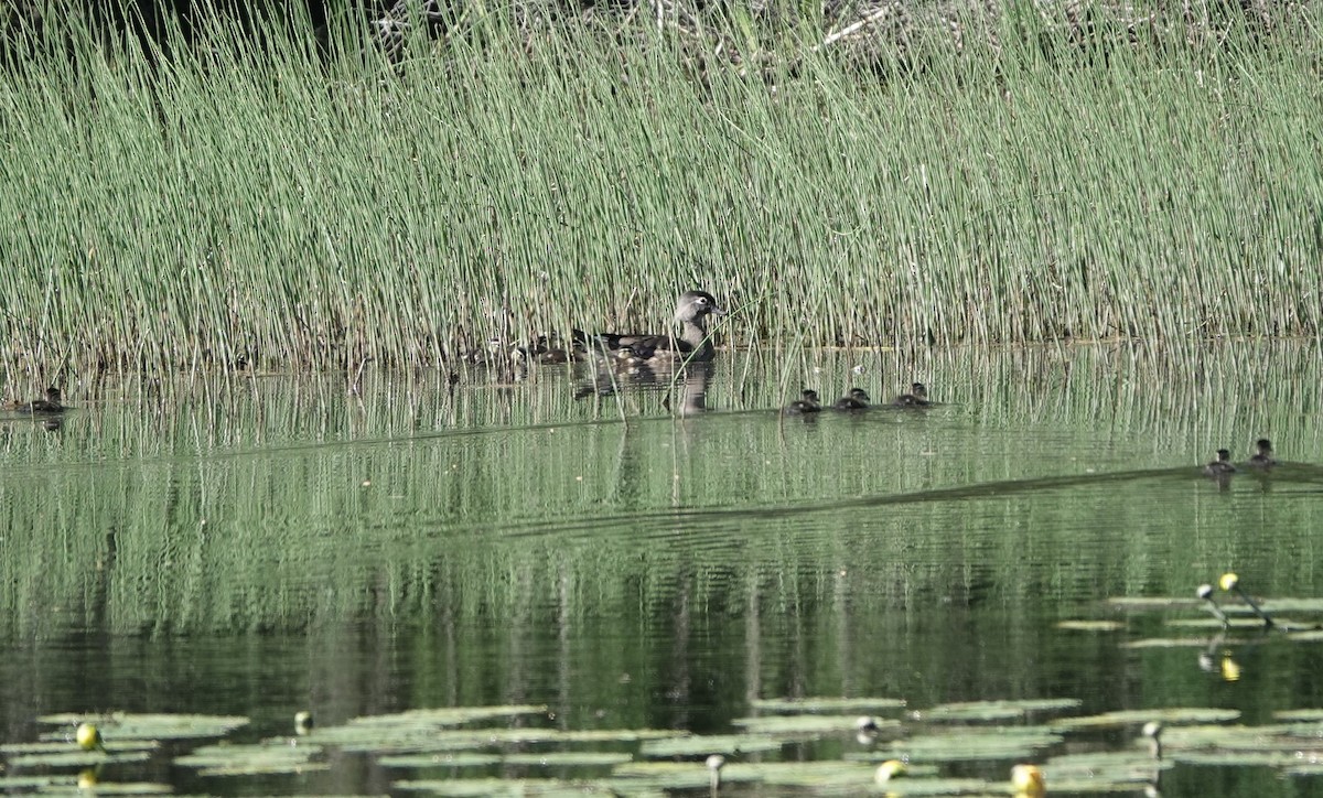 Wood Duck - ML620270171