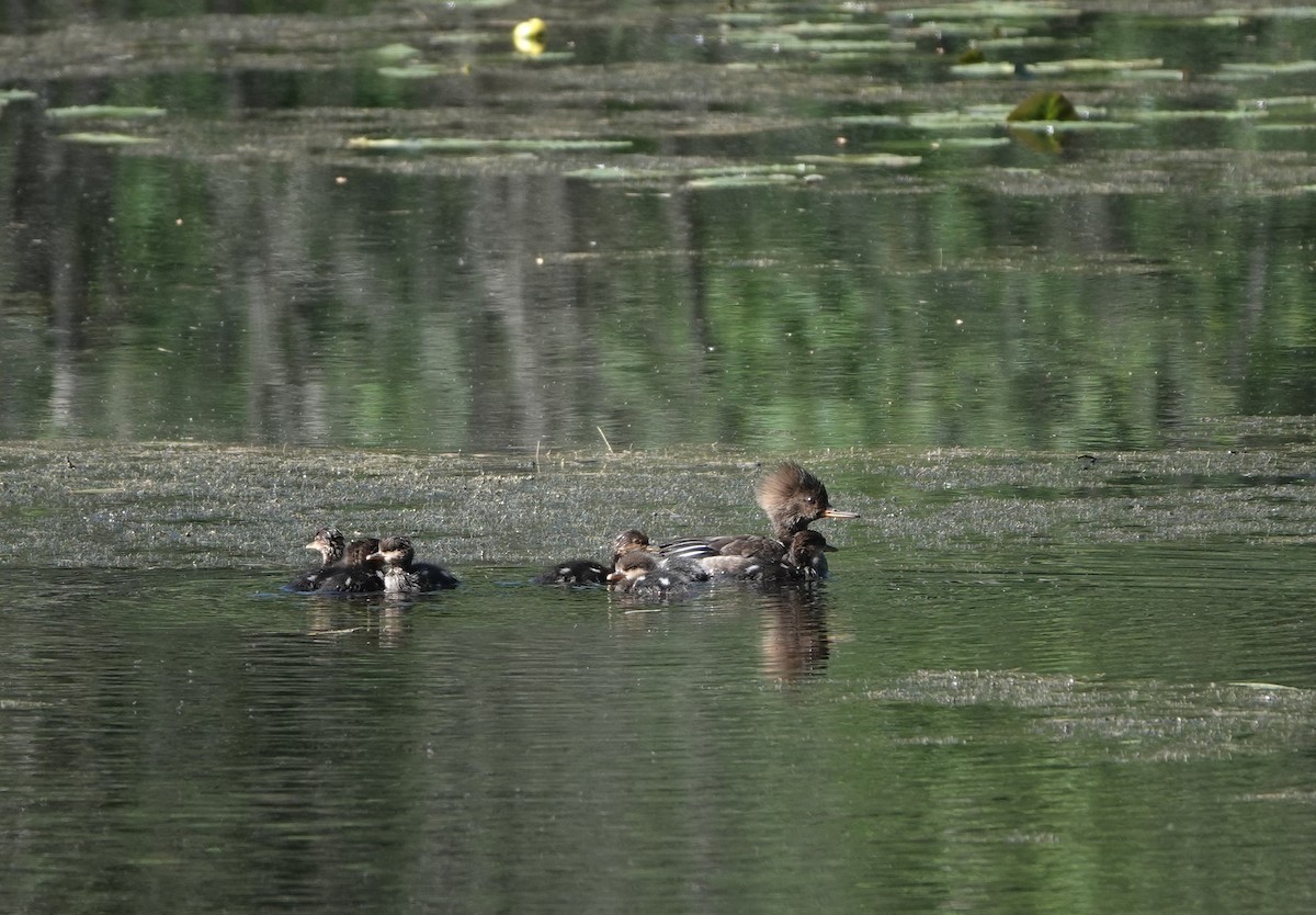 Hooded Merganser - ML620270174