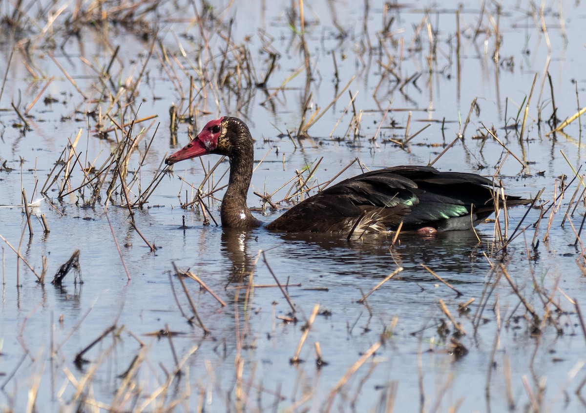 Spur-winged Goose - ML620270175