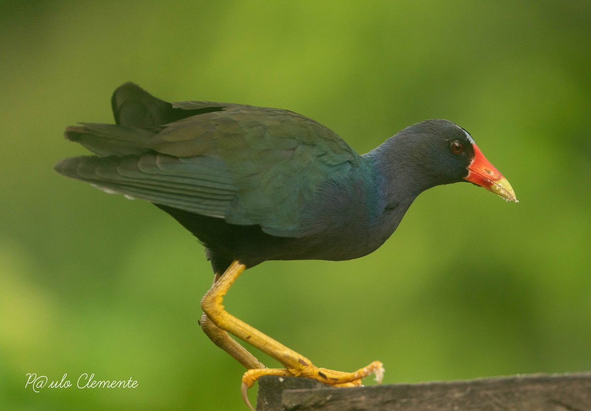 Purple Gallinule - ML620270177