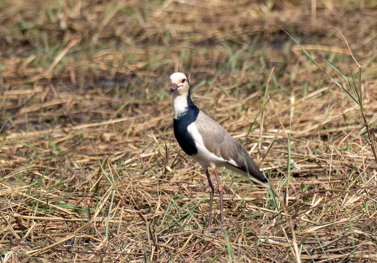 Vanneau à ailes blanches - ML620270194