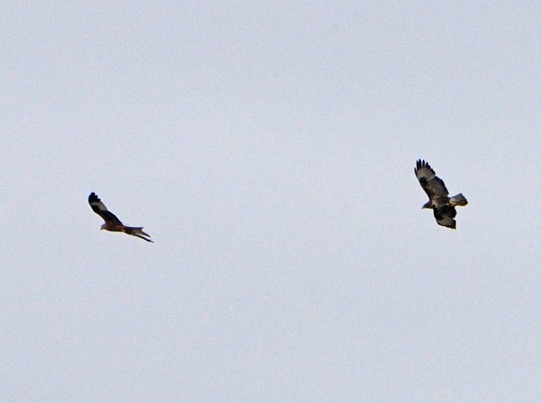 Common Buzzard - ML620270196