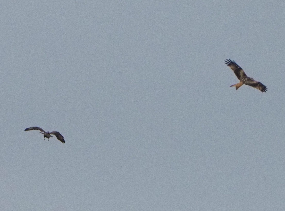 Common Buzzard - ML620270200