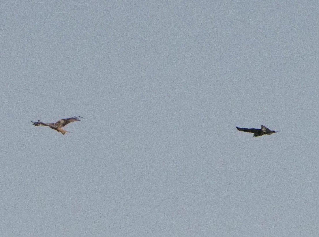 Common Buzzard - ML620270203