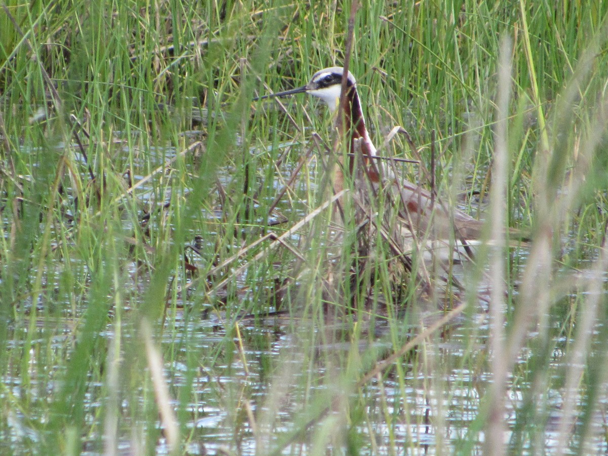 Phalarope de Wilson - ML620270215